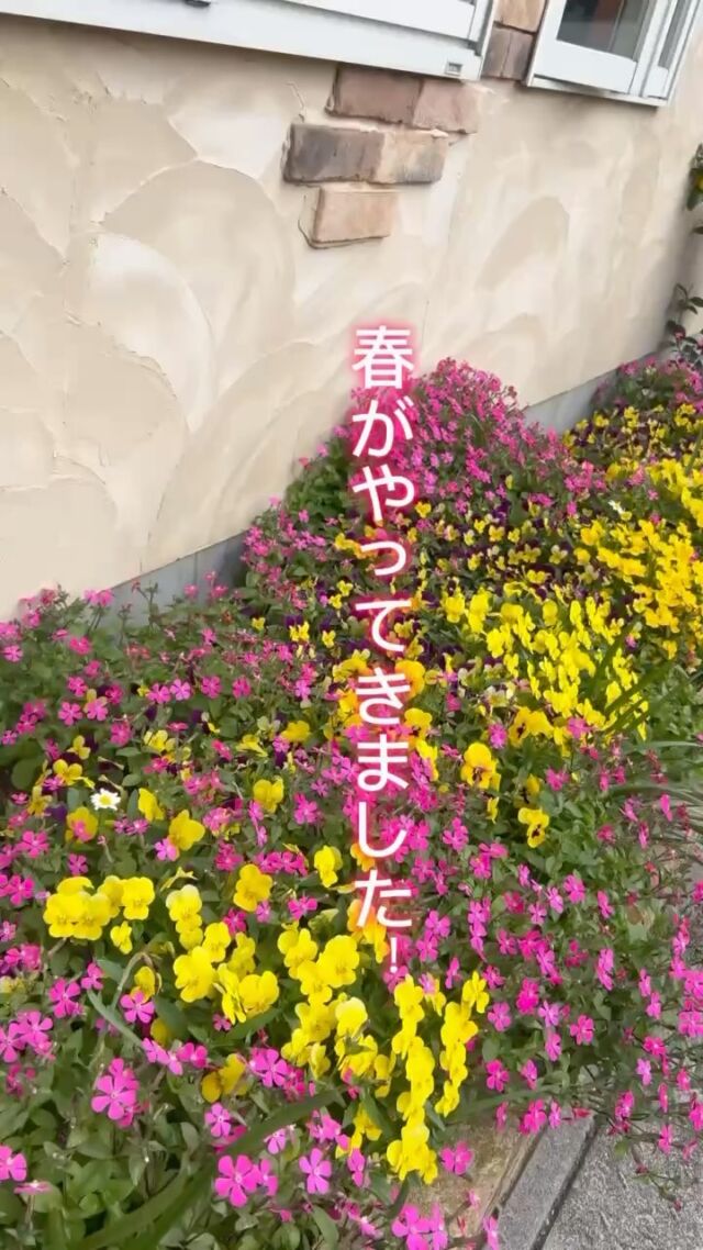 こんにちは。
ミューズの森都島です🌳🌳🌳

色とりどりの花が咲き誇る、待望の季節がやってきました✨

当園の花壇や芝桜・ブルーベリーの木も花がたくさん♪
ミモザももう少しで咲きそうです！

森都島農園では、トマト3品種やピーマン・スイカなど、
夏野菜の苗を植え付けしました🍅🍅🍅🍉

日高様、今年も農園を管理してくださり、ありがとうございます💕💕

#春真っ盛り #花壇 #芝桜 #ブルーベリー #ミモザ
#家庭菜園 #生きがい #楽しみ
#都城の介護 #介護付有料老人ホーム
#ミューズの森都島