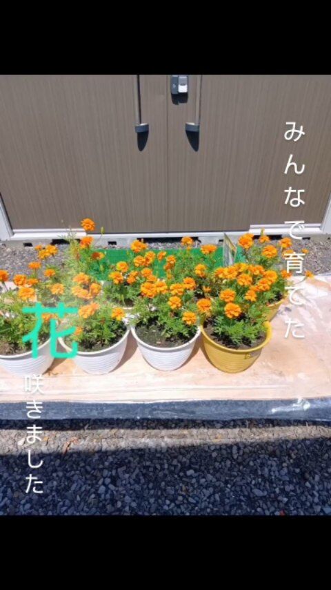 🌻✨咲きました！✨🌻

5月にご利用者様と一緒に種から育てた、ひまわりとマリーゴールドが、ついに満開になりました！

種まきから約2カ月。
「まだかな？」「咲くかな？」と毎日お水をあげて見守ってきたお花たちが、元気いっぱいに咲いてくれました😊

咲いた瞬間、ご利用者さまの笑顔がとっても素敵で、
「咲いたね！」と笑い合えるこの時間が私たちの元気の源です🌱

これからも、季節を感じられる時間を大切にしていきます♪

#ひまわり #マリーゴールド #花のある暮らし#宮崎の介護施設 #高齢者施設 #季節を楽しむ #笑顔の時間 #地域密着 #福祉の仕事  #介護レク#報謝会　#ミューズの朝国富