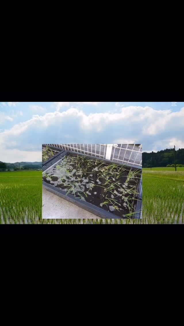 こんにちは。
ミューズの朝志比田です☀

今年も職員から稲の苗を頂き、6月下旬にみんなで
ミニ田んぼに田植えを行いました🌾🌾🌾

慣れない手つきで植える職員に丁寧にご指導くださるご利用者さま😃
田植えは久しぶりだと、笑顔で植えて下さるご利用者様😆

小さな田んぼですが、みんなで楽しく田植えが出来ました😄😁

これからもご指導いただき、成長を楽しみたいと思います！！

#田植え #田んぼ #ミニ田んぼ
#田起こし #畦塗り #あぜぬり
#代掻き #しろかき #手植え
#植え付けの深さは3cm前後
#住宅型有料老人ホーム
#デイサービス #ミューズの朝志比田
#七夕