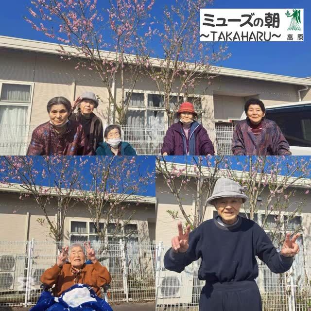 【花見】
こんにちは。
ミューズの朝高原です☀

天気最高のお花見日和！✨
施設内の桃の木がピンクの花でいっぱい♪ 

外はポカポカ暖かくて、花の美しさにうっとり…
目の保養どころか心の栄養満点です！😍

笑い声が響いて、猫と一緒に楽しい時間～💕
春の訪れを感じて元気チャージ！な一日でした😂

#宮崎の介護 #高原町の介護 #西諸の介護 #桃の花 #花見
#奥霧島 #住宅型有料老人ホーム #ミューズの朝高原