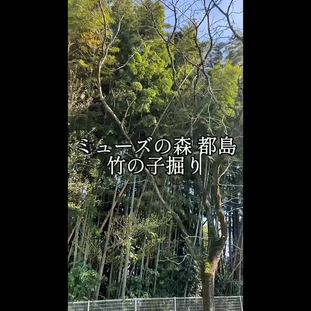 こんにちは、ミューズの森都島です🌳🌳

森都島のタケノコ掘りの様子です♪

今年も100本以上敷地内に生えてきたタケノコを、
ご利用者さまと一緒に収穫を楽しみました👏👏

#介護付有料老人ホーム #ミューズの森都島
#宮崎の介護 #都城市の介護 #タケノコ